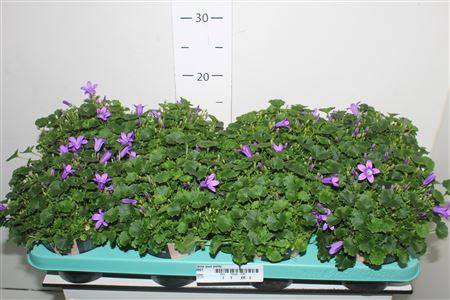 <h4>Camp Port Porto</h4>