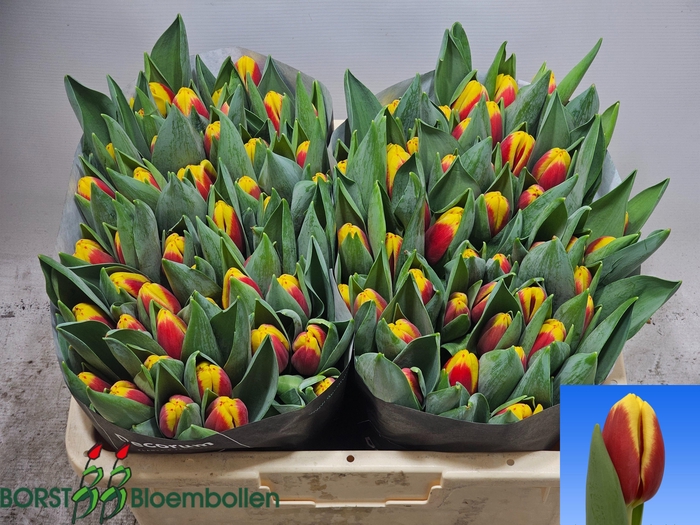 <h4>TU EN JUMPSHOT</h4>