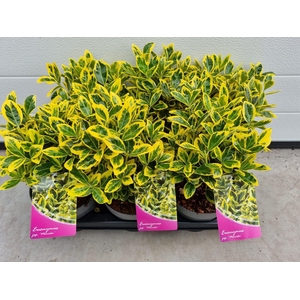 Euonymus Japonicus 'Marieke'