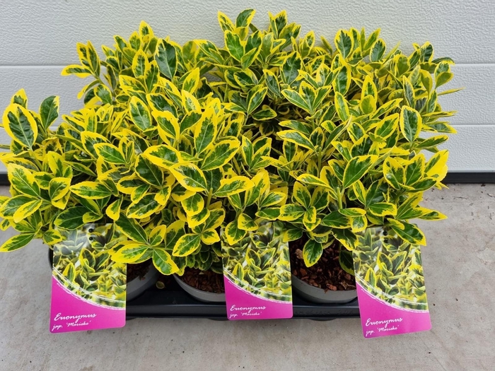 <h4>Euonymus Japonicus 'Marieke'</h4>