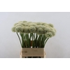 Allium Mount Everest