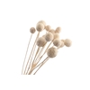 Craspedia White Bleached