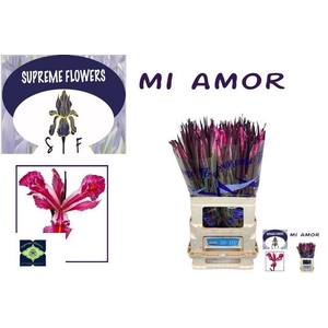 IRIS OV MI AMOR CERISE
