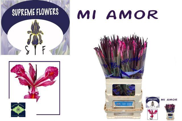 <h4>IRIS OV MI AMOR CERISE</h4>