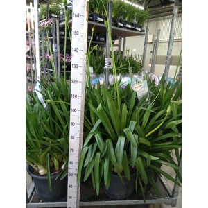 Agapanthus  'Big Blue'