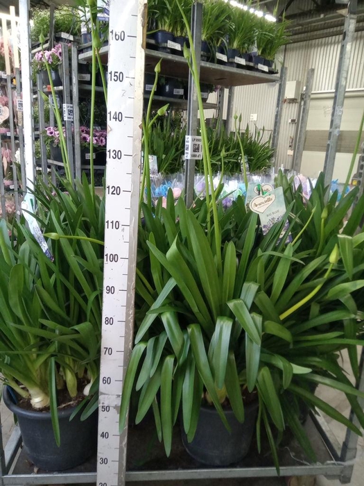 <h4>Agapanthus  'Big Blue'</h4>