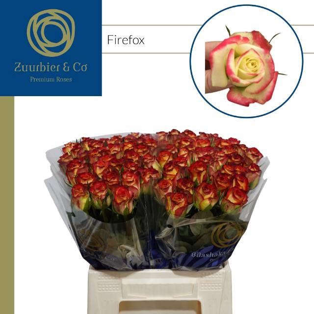 <h4>R GR FIREFOX</h4>