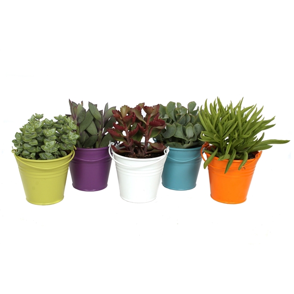 <h4>Succulent gekleurd zink 8,5 cm</h4>