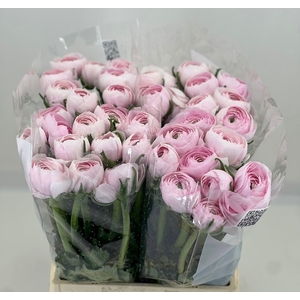 Ran Clooney Lady Extra