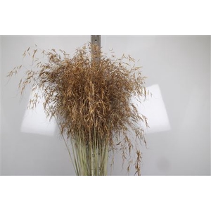Stipa Gigantea