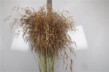 <h4>Stipa Gigantea</h4>