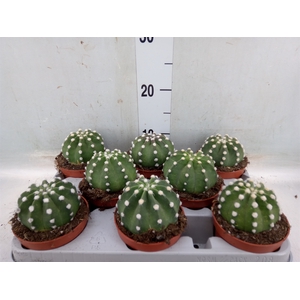 Echinopsis oxygona