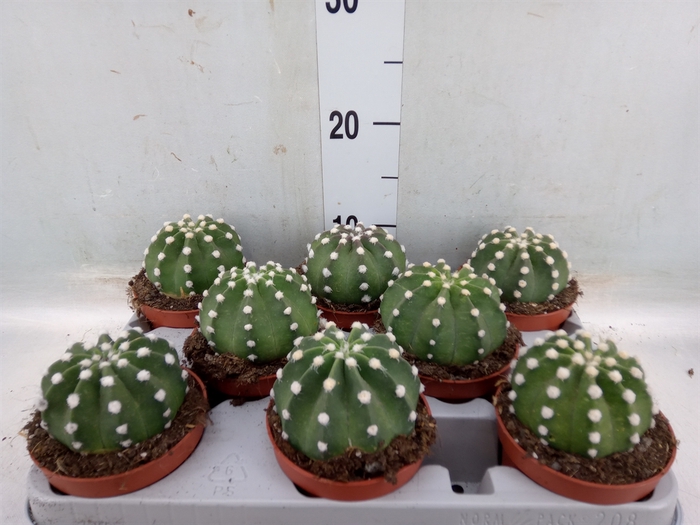 <h4>Echinopsis oxygona</h4>