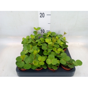 Peperomia tetraphylla 'Hope'