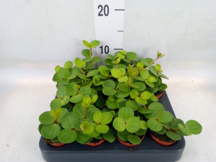 <h4>Peperomia tetraphylla 'Hope'</h4>