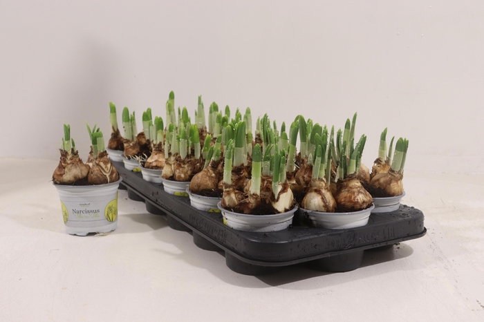 <h4>NARC O TETE A TETE</h4>