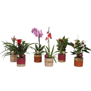 Dolomite p12 Horizon nude mix Epifyten mix