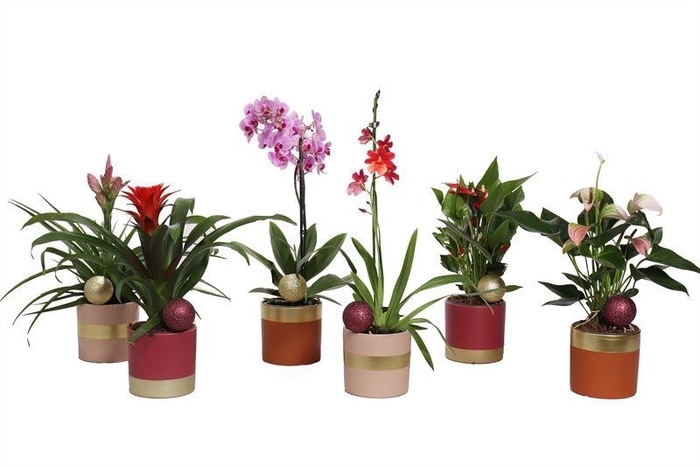 <h4>Dolomite p12 Horizon nude mix Epifyten mix</h4>