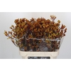 Anigozanthos Gold Fever