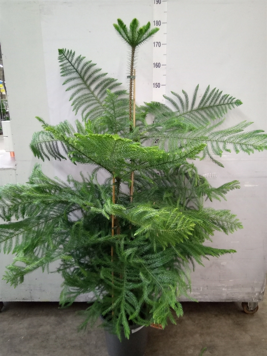 <h4>Araucaria heterophylla</h4>