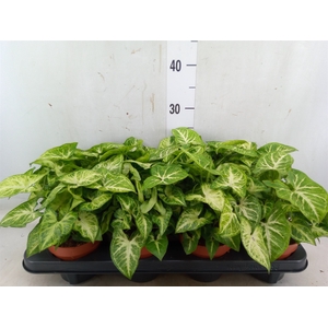 Syngonium  'Arrow'