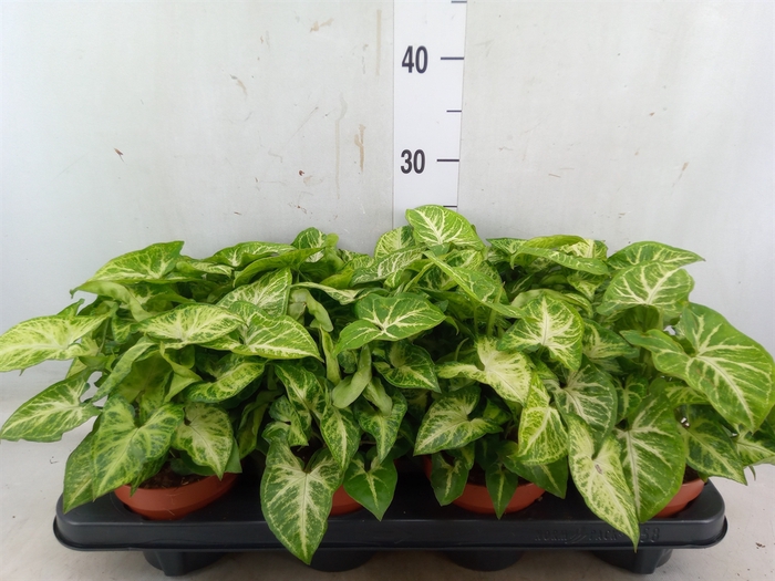 <h4>Syngonium  'Arrow'</h4>
