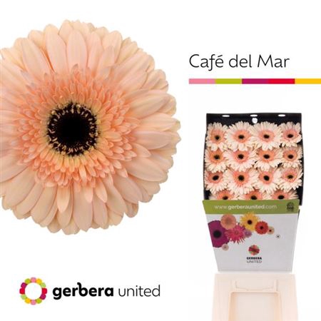 <h4>Ge Gr Cafe Del Mar</h4>