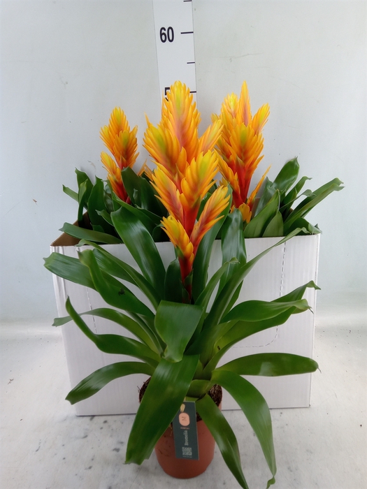 <h4>Vriesea  'Intenso Flame'</h4>