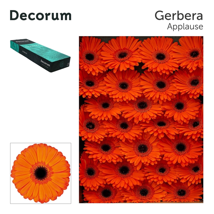 <h4>Gerbera Applause Doos</h4>
