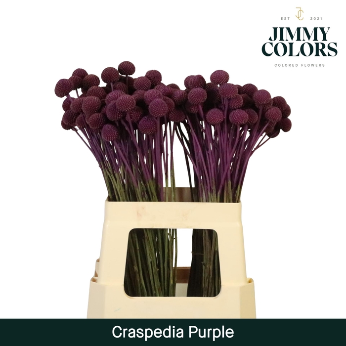 <h4>Craspedia L60 Purple</h4>