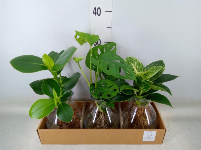 <h4>Planten ..mix</h4>