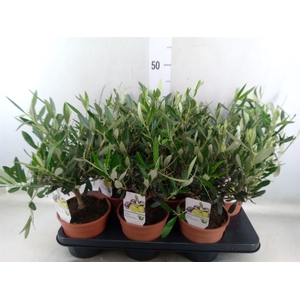 Olea europaea