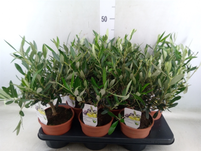 <h4>Olea europaea</h4>