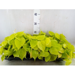 Philodendron scand. subsp. micans