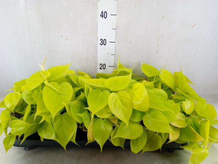 <h4>Philodendron scand. subsp. micans</h4>