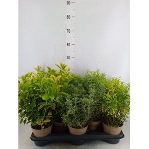 Euonymus japon.   ...mix