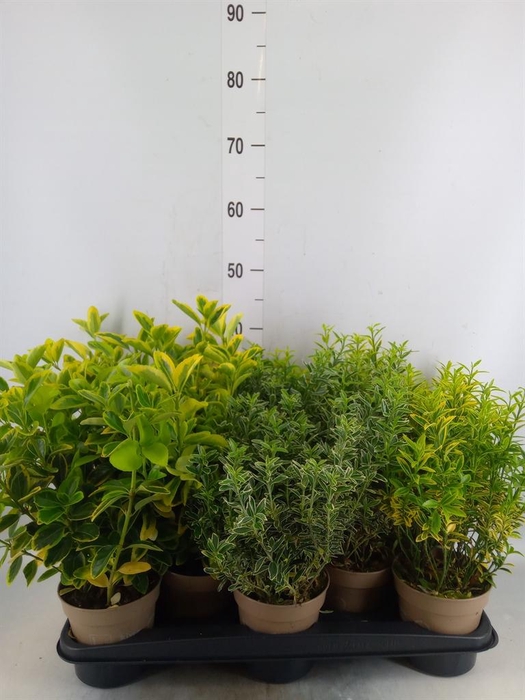 <h4>Euonymus japon.   ...mix</h4>