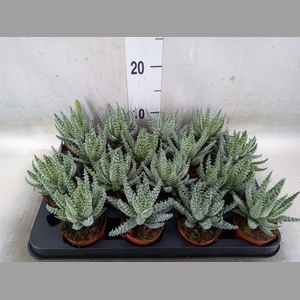 Aloe humilis