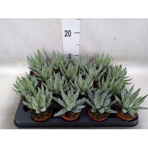 Aloe humilis