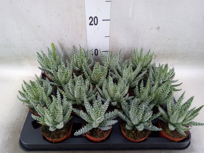 <h4>Aloe humilis</h4>