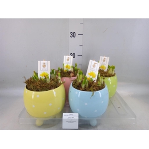 Arr.  Narcissus Tete Tete H%