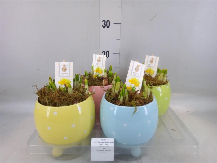 <h4>Arr.  Narcissus Tete Tete H%</h4>