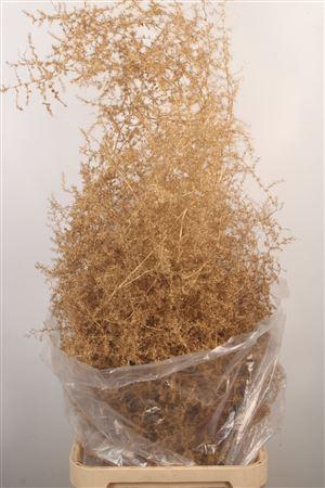 <h4>Asparagus Salv. Ant Gold</h4>