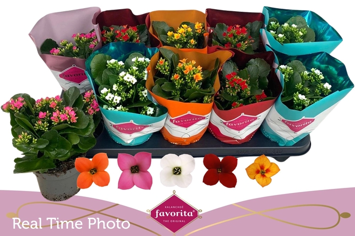 <h4>KAL EN GEM 5 KL</h4>