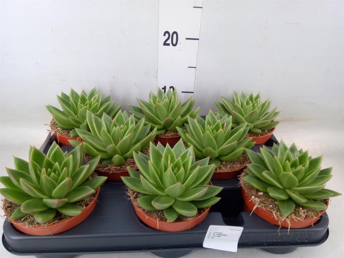<h4>Echeveria  'Miranda'</h4>