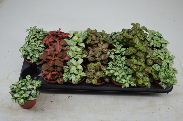 <h4>FITT GEM 7 KL</h4>