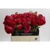 Paeonia Command Performance
