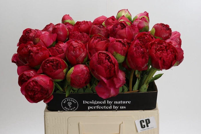 Paeonia Command Performance