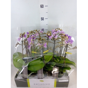 Phalaenopsis multi. 'Violet Queen'