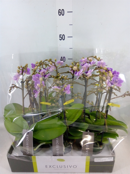 <h4>Phalaenopsis multi. 'Violet Queen'</h4>